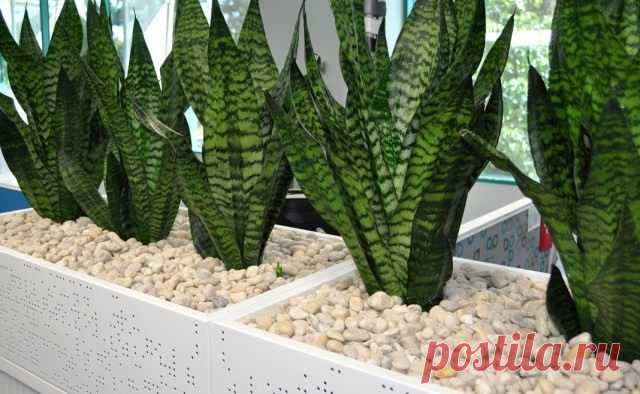 Сансевиерия (Sansevieria)