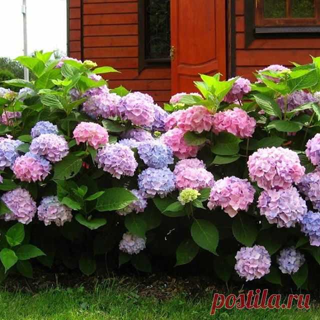 Photo by DolinaRoz.ru  саженцы почтой on July 17, 2020. На изображении может находиться: цветок, растение и на улице