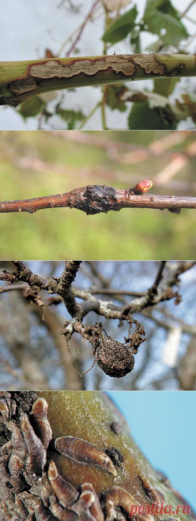 (+1) тема - Очищаем плодовые деревья от вредителей | ОГОРОД БЕЗ ХЛОПОТ