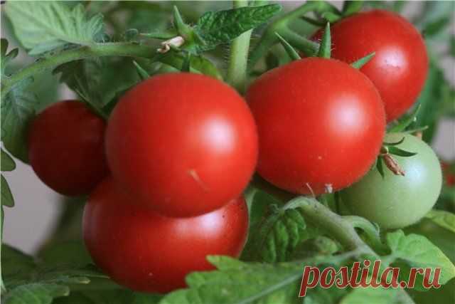 Комнатные помидоры: советы по выращиванию