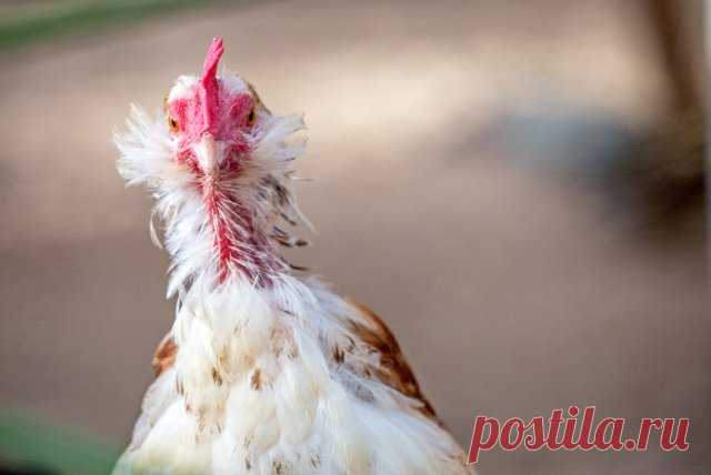 Дачное подворье: как распознать, что курица заболела – первая помощь и профилактика | Подворье (Огород.ru)