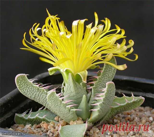 Фаукария Faucaria