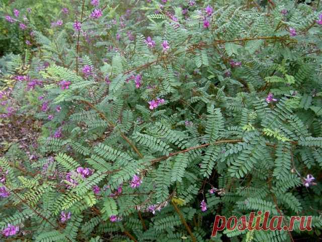 Индигофера (Indigofera heterantha)