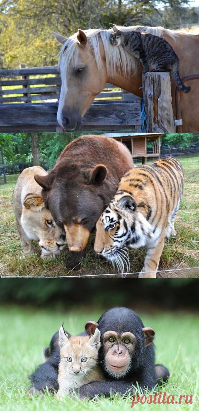 Удивительные фотографии о самой странной и восхитительной дружбе в мире животных