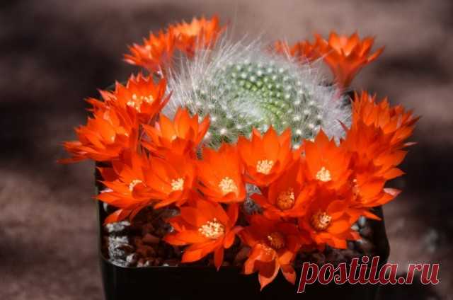 Айлостеры и ребуции — кактусы с цветущими венками