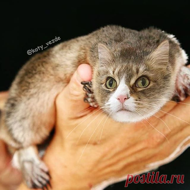 Platypus @veilchen_234 ❤️
My dream is to visit Australia. By the way, Australian guys!  How are you?  In Russia, in the news, they don’t say at all how your situation is.
.
My merch - @kotomerch
.
#кот #котик #коты #cat #cats #catsofinstagram #catsagram  #Photoshop #meme #memes #catmeme #funnycats #humor #юмор #humor #cats_of_instagram #catsofworld #catlover 
#animal #animals #猫 #lol
#Австралия #утконос #Australian #Australia #pussy #platypus
. 
You can support me by buyin...