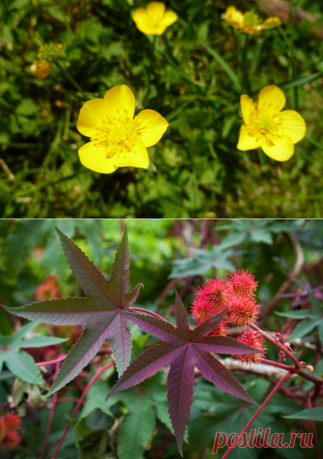 GISMETEO.RU: Красивые и опасные: растения, которые лучше обходить стороной - Природа | Новости погоды.