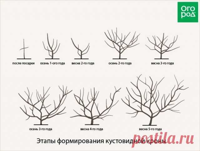 Как обрезать плодовые деревья – все о видах крон и их формировании в картинках | Уход за садом (Огород.ru)