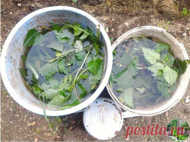 КРАПИВА ДЛЯ ТОМАТОВ - ЛУЧШИЙ ДРУГ И ПОМОЩНИК
Один из самых главных