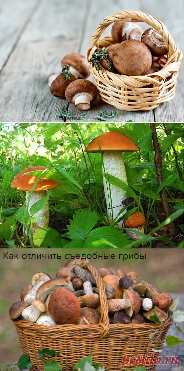 Съедобные грибы – фото и название, список с описанием
