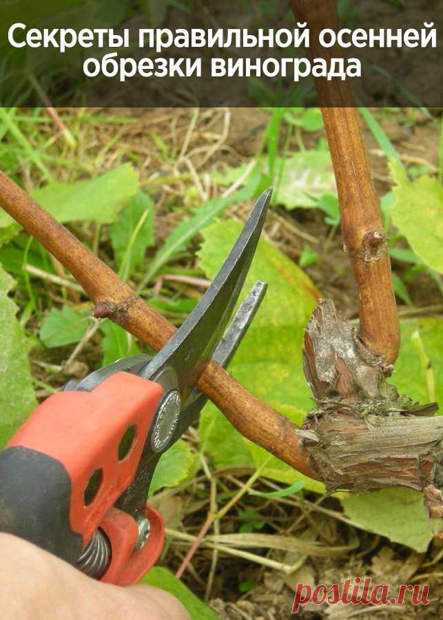 Секреты правильной осенней обрезки винограда