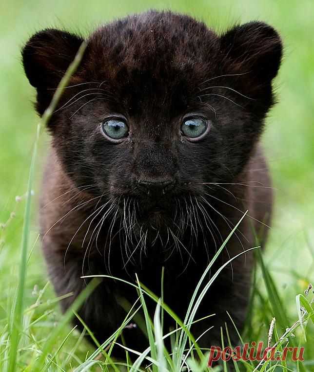 A Baby Black Panther