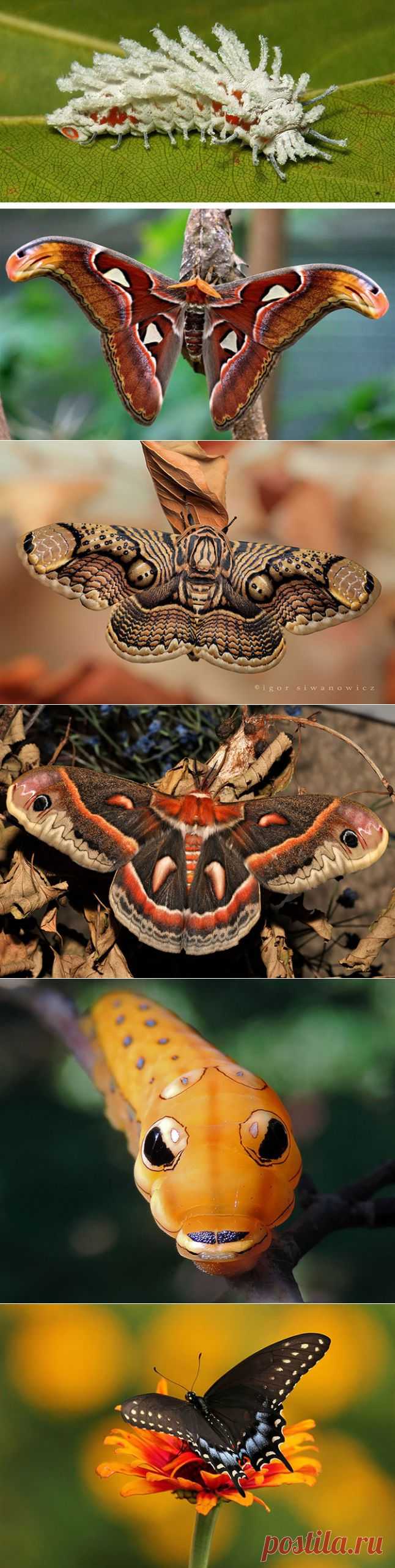 (+1) тема - Удивительное превращение гусениц в бабочек | НАУКА И ЖИЗНЬ