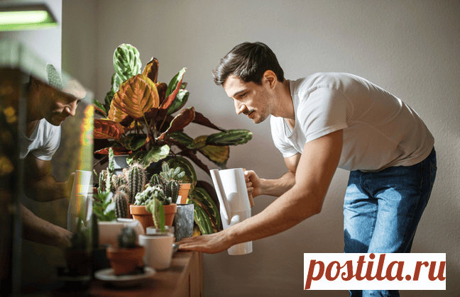 Wie du deine Zimmerpflanzen retten kannst – und sie dich