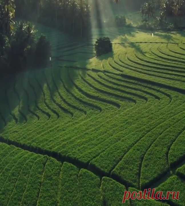Уникальные пейзажи рисовых балийских полей!
ЗАВОРАЖИВАЮЩЕЕ ВИДЕО!