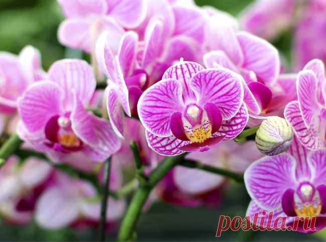 Как заставить орхидею цвести - Портал «Домашний»