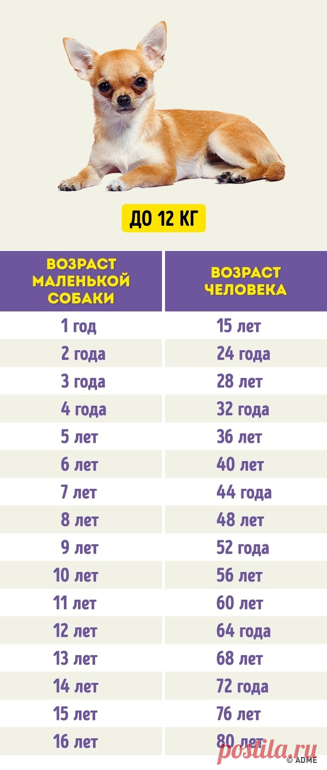 1 год жизни собак. Таблица возраста собак мелких пород. Возраст собаки по человеческим меркам 5 месяцев. Возраст по собачьим меркам таблица. Возраст собаки по человеческим меркам таблица чихуахуа.