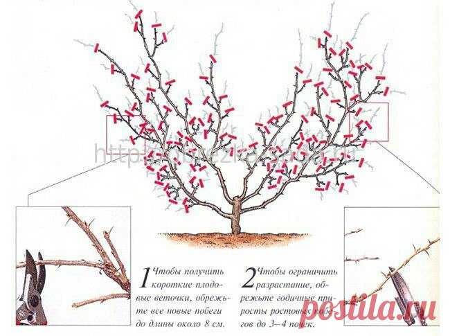 Как обрезать загущенный крыжовник? | 6 соток