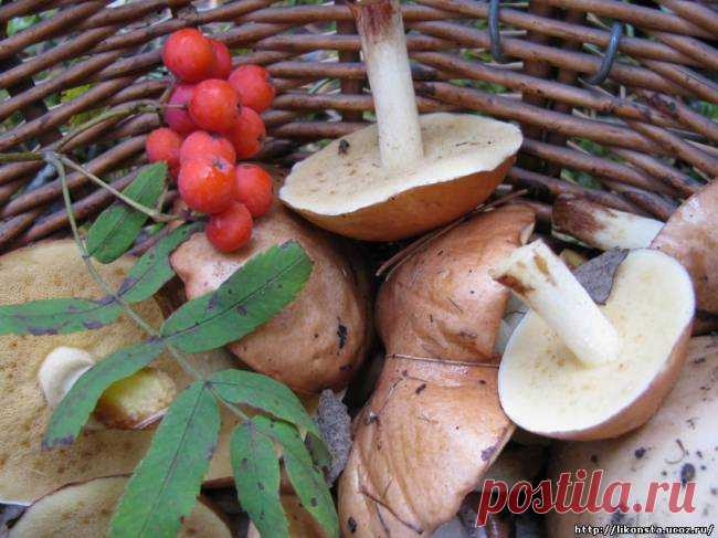 Масленок зернистый Suillus granulatus - Трубчатые грибы - Съедобные грибы - Удивительный мир грибов - Грибной сайт ЛиКонста