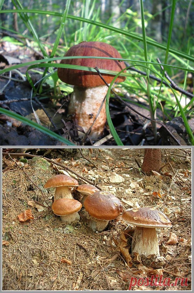 Как вырастить лесные грибы на даче? Советы бывалых.
