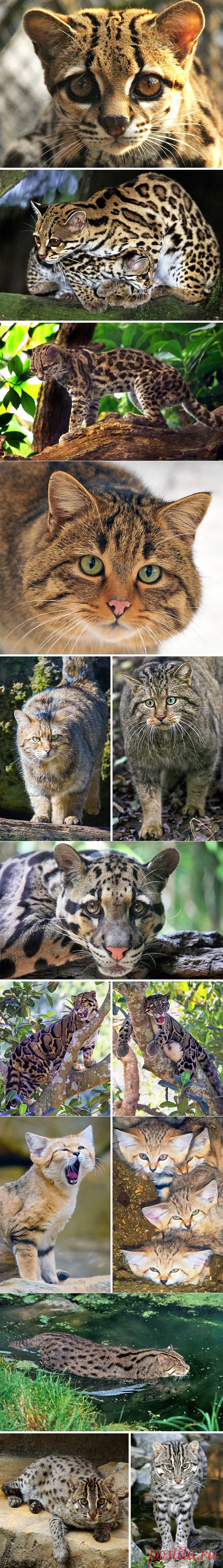 16 великолепных диких котов, о которых вы почти наверняка не слышали