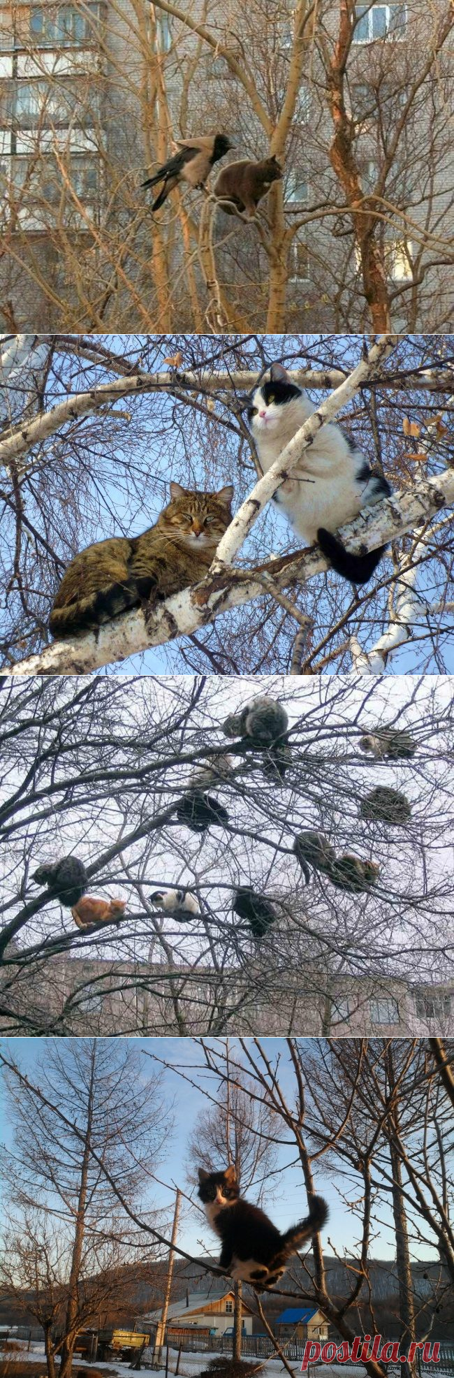 Весна пришла — коты прилетели / Питомцы