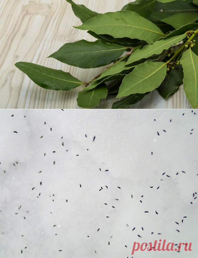 Лавровый лист против домашних насекомых и вредителей на дачном участке