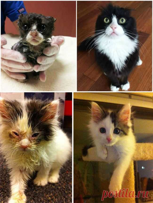 15 кошек до и после того, как их забрали из приюта