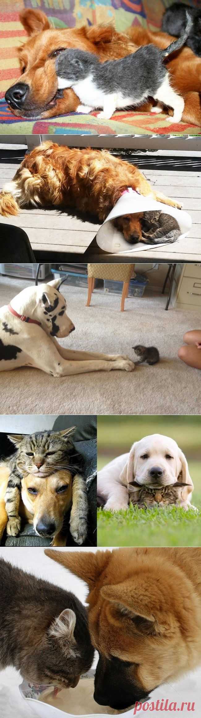 Как кошка с собакой... дружат....