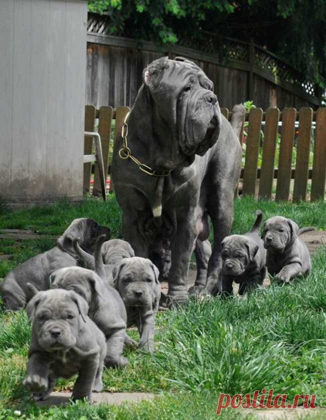 20 собак-мам, которые безмерно гордятся своими щенятами