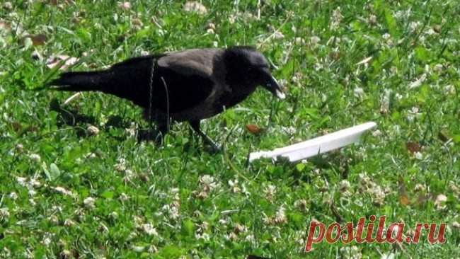 Я увидел, как эта ворона ела в парке, и обалдел от того, что она сделала (5 фото)
