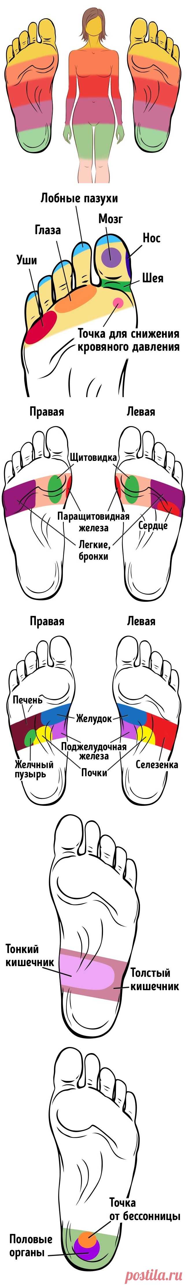 Проекция внутренних органов на стопы