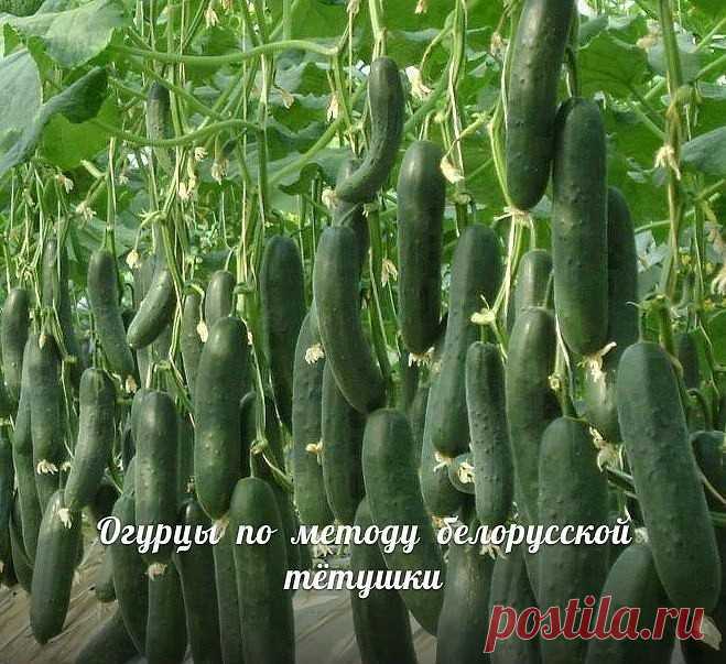 Сажаю огурцы по методу белорусской тётушки