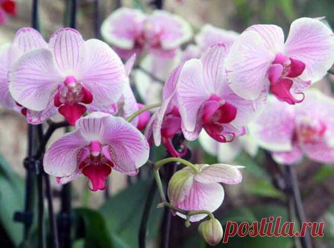 Орхидея фаленопсис. Уход за растением по месяцам!