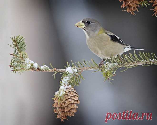 How to Get the Best Winter Birds at Your Backyard Feeder | Audubon