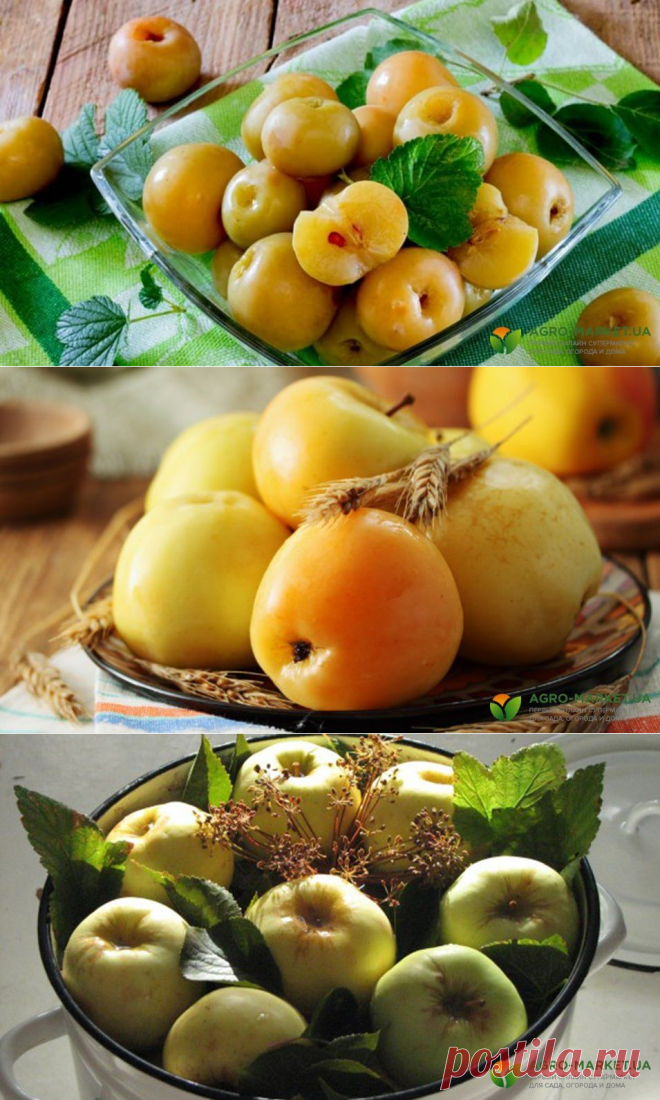 Рецепт моченых яблок: как приготовить моченые яблоки в домашних условиях | Agro-Market