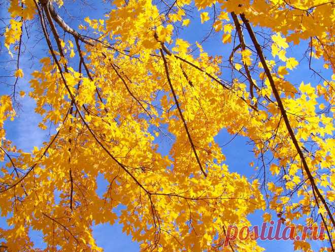 Autumn Leaves And Blue Sky  Free Stock Photo HD - Public Domain Pictures