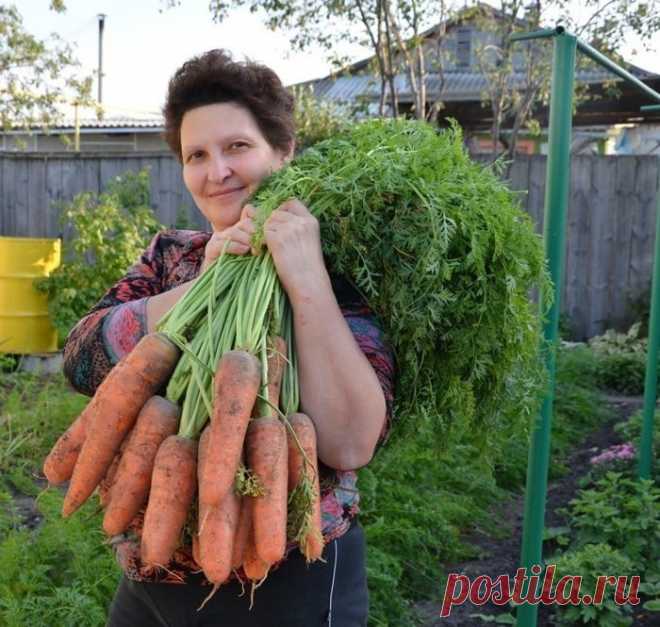 Готовы к такому урожаю? Нужно сеять морковь следующим образом 
Я морковь сею следующим образом.
Морковь любит глубоко возделанную плодородную почву. Не прореживаю, почти.

Поступаю следующим образом:

За 10-12 дней до посева семена моркови завязываем в тряпочку …