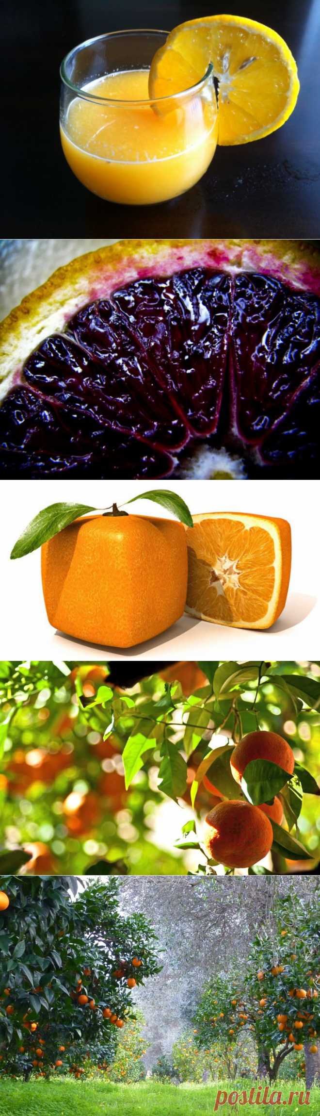 Малоизвестные факты об апельсинах - Наука и жизнь