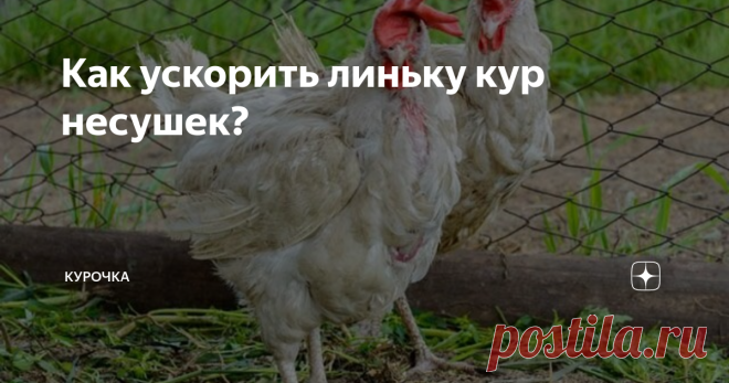 Как ускорить линьку кур несушек? Яйценоскость упала, птицы выглядят ободранными. Как ускорить линьку кур несушек в домашних условиях?
Взрослые куры линяют после окончания яйценосного сезона. Хороший хозяин должен позаботиться о том, чтобы процесс линьки и роста новых перьев прошел как можно быстрее.
При надлежащем уходе новые перья курицы