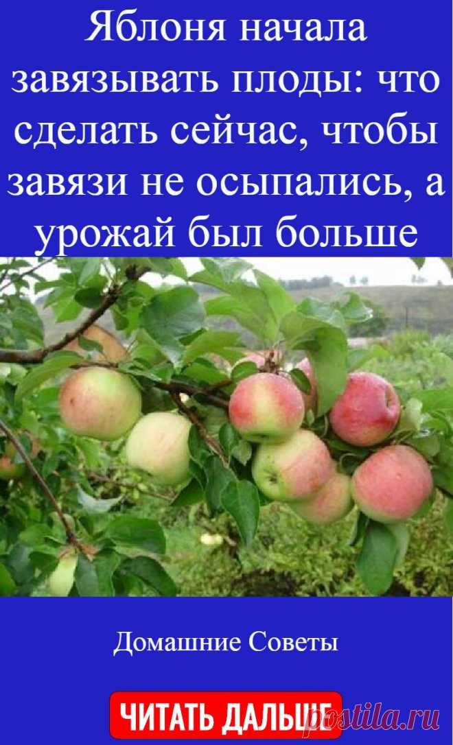 Яблоня новичок. Завязь яблони. Яблоня сбрасывает завязи. Завязывание плодов.