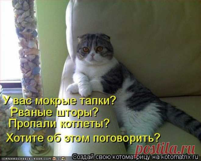 posmetnaia-el — «котоматрица.» на Яндекс.Фотках