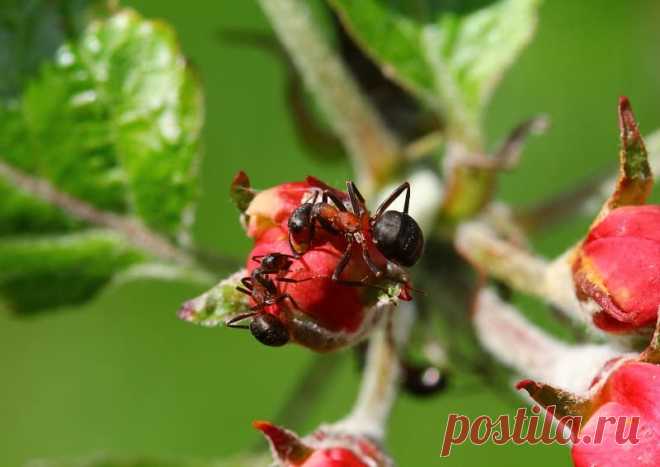 Чем обработать яблоню от муравьев: простая и эффективная защита на целый месяц. Она хороша тем, что очень долго держится на стволе.