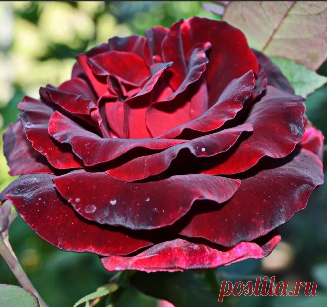Что такое розарий, каким он бывает и какие сорта роз для него выбрать — Ботаничка.ru