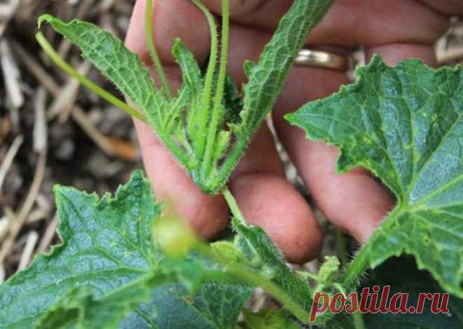 Как вырастить небывалый урожай огурцов – 9 проверенных советов
