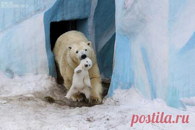 25 моментов, когда животные-родители повели себя совсем как люди