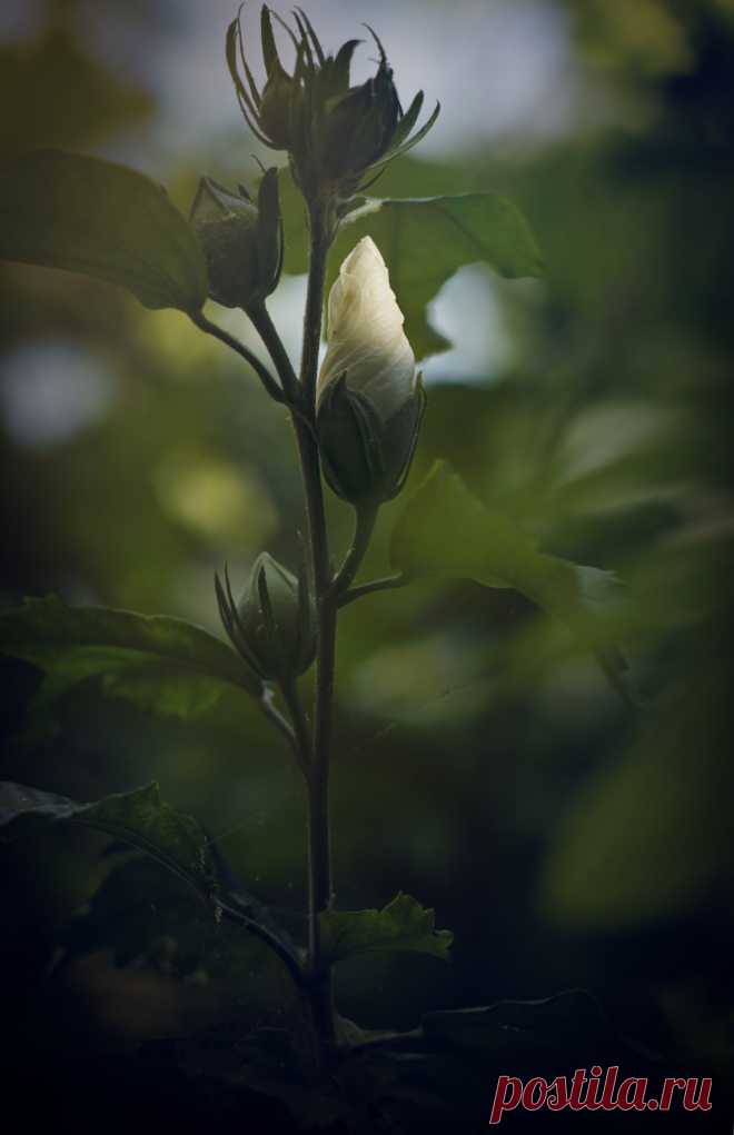 green*reblooming — icardamome: Althea, in bud