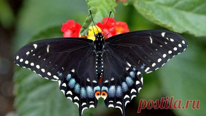 Бабочка Махаон - описание и фото