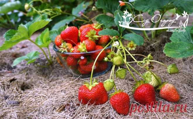 УДОБРЕНИЯ ДЛЯ КЛУБНИКИ ИЗ ХЛЕБА, ИЗ СЫВОРОТКИ, ИЗ ПОМЕТА, ИЗ КРАПИВЫ