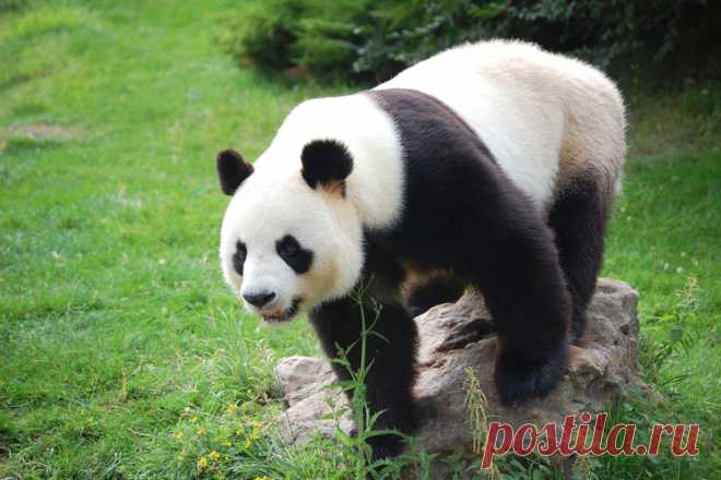 Интересные факты о панде Панду часто называют бамбуковым медведем, поскольку она питается практически одним бамбуком. Панда входит в число самых любимых и охраняемых редких животных в мире. Большие панды стали любимцами публики благодаря их схожести с плюшевыми медведями …